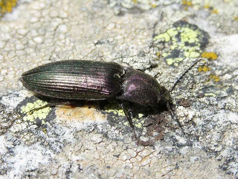 Elateridae: Ctenicera cfr. cuprea